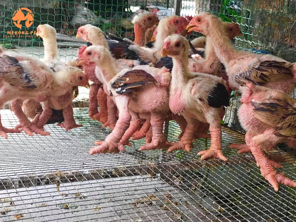 Bán gà đông tảo con giá rẻ tại tphcm